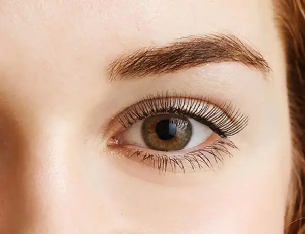 eyebrow or eyelash tint